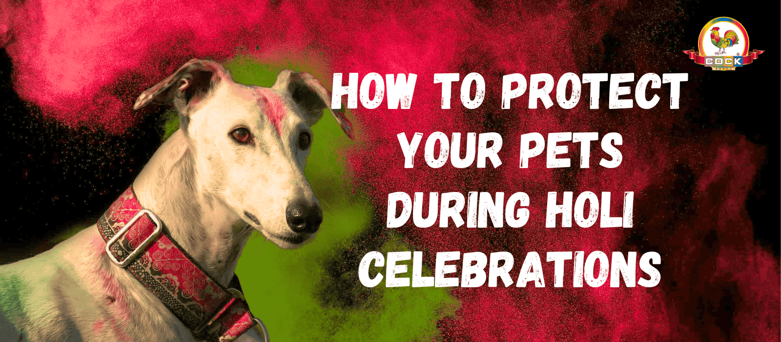 How to Protect Your Pets During Holi Celebration